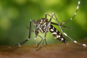 Le moustique Tigre - Corps et Santé