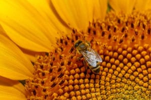 Pollen Frais - Corps et Santé