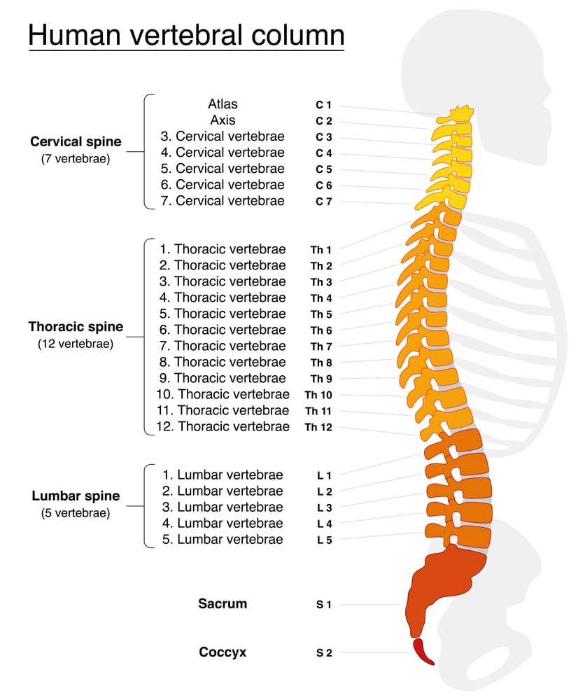 L'alternance des courbures dans l'anatomie de la colonne vertébrale. 