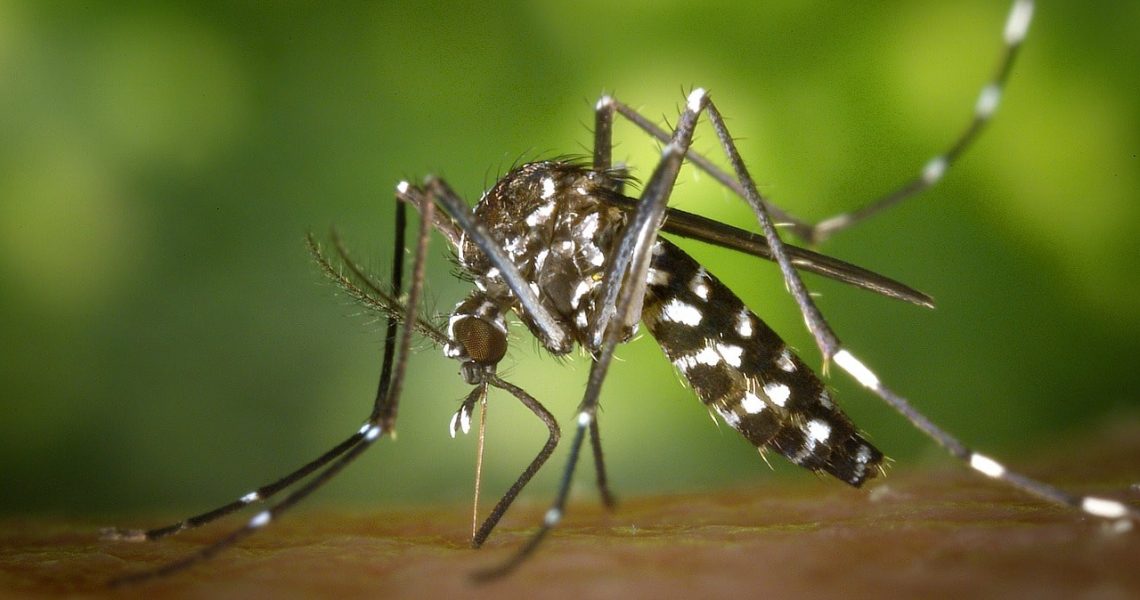 Le moustique Tigre - Corps et Santé